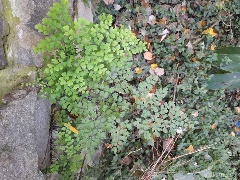 Adiantum aethiopicum fullplant2.jpeg